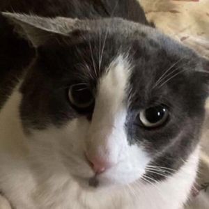 Meet your Posher, Leo